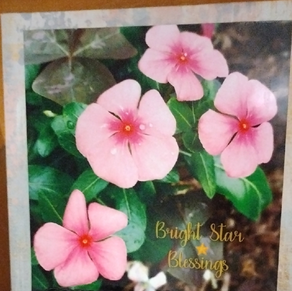Pink Periwinkles With Raindrops